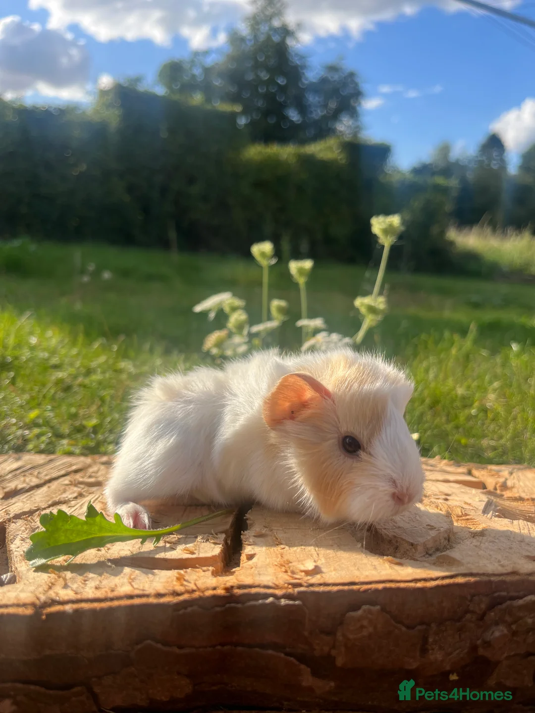 Guinea Pig rodents for sale: Fancy Guinea Pigs  - Advert 3