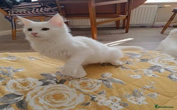 Turkish Angora cats for sale: Turkish angora mix girls - Image 2