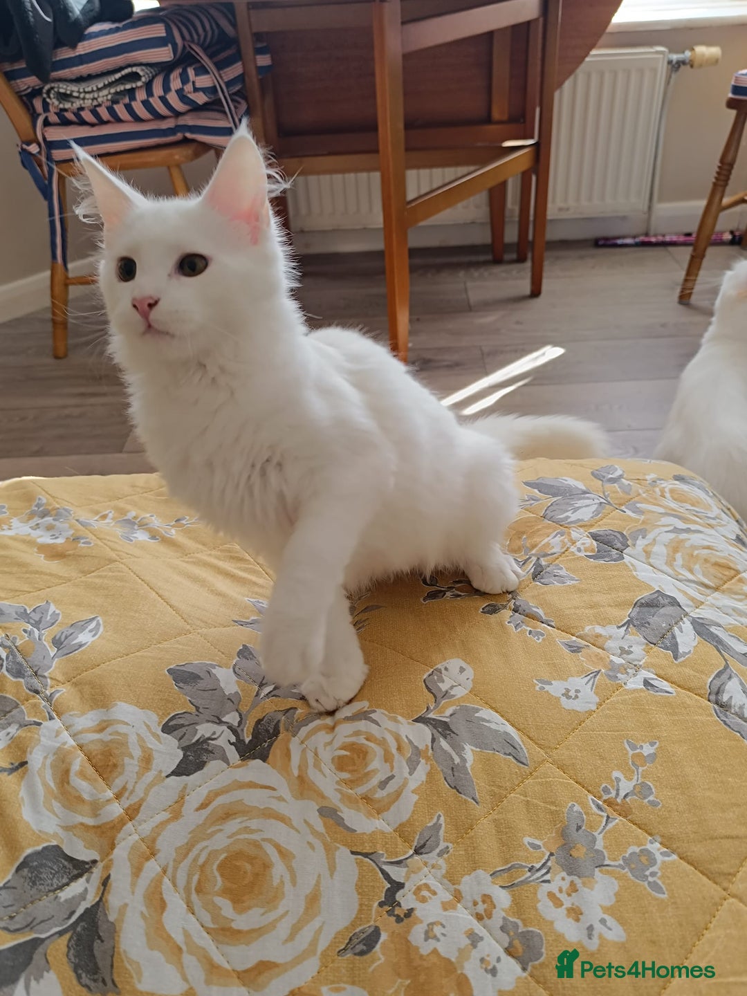 Turkish Angora cats for sale: Turkish angora mix girls - Image 2