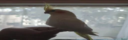 Cockatiels birds for sale: baby cockatiels - Advert 6