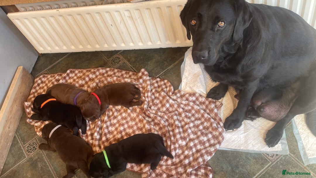 Labrador Retriever dogs for sale: beautyfull pedigree labrador - Image 17