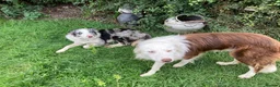 Border Collie dogs for sale: BEAUTIFUL BORDER COLLIE PUPS - Advert 7