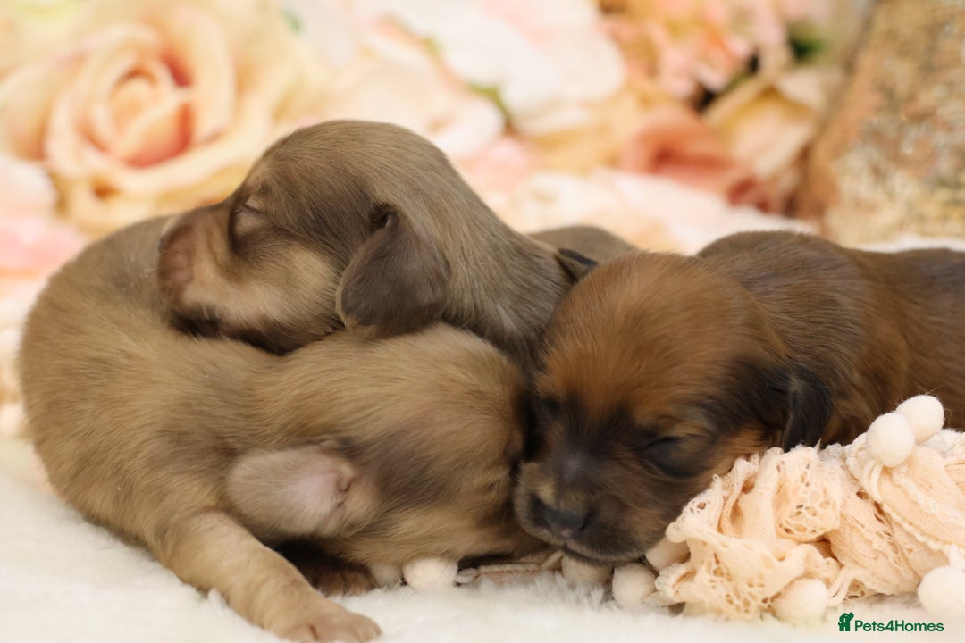Miniature Dachshund dogs for sale: KC Miniature Dachshund Puppies - Advert 4