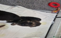 German Shepherd dogs for sale: KC REG GSD PUPPIES FULLY SCORED AND TESTED PARENTS - Image 32