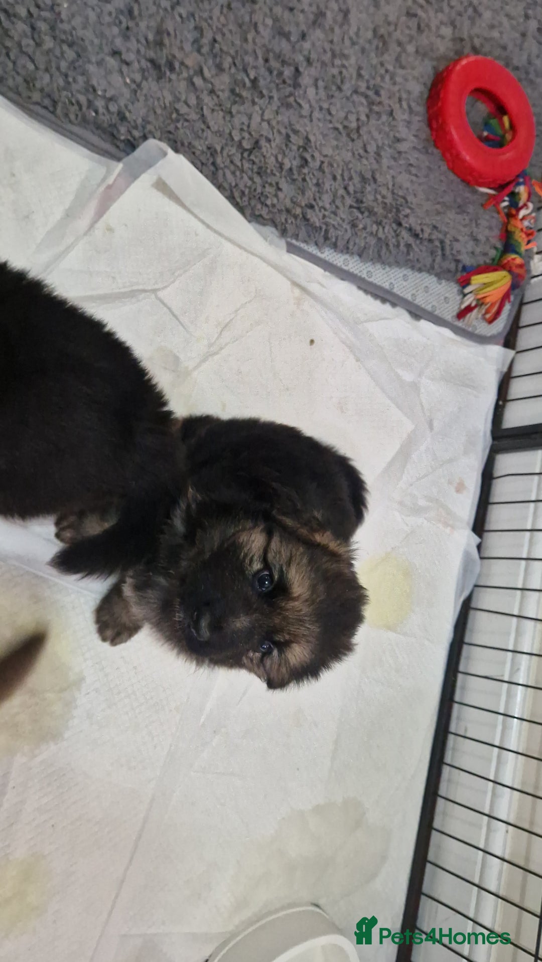 German Shepherd dogs for sale: KC REG GSD PUPPIES FULLY SCORED AND TESTED PARENTS - Image 32