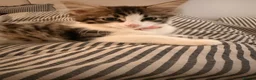 Mixed Breed cats for sale: Beautiful Girl kitten for sale  in Crewe - Advert 6
