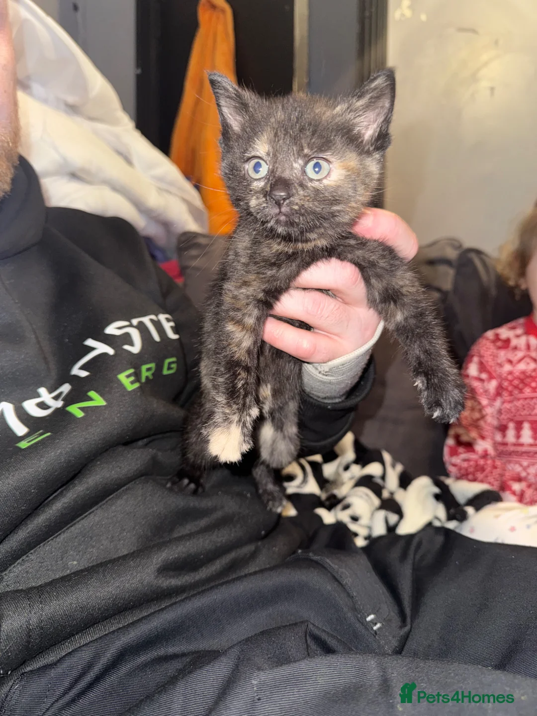 Mixed Breed cats for sale: Female kitten  - Advert 8