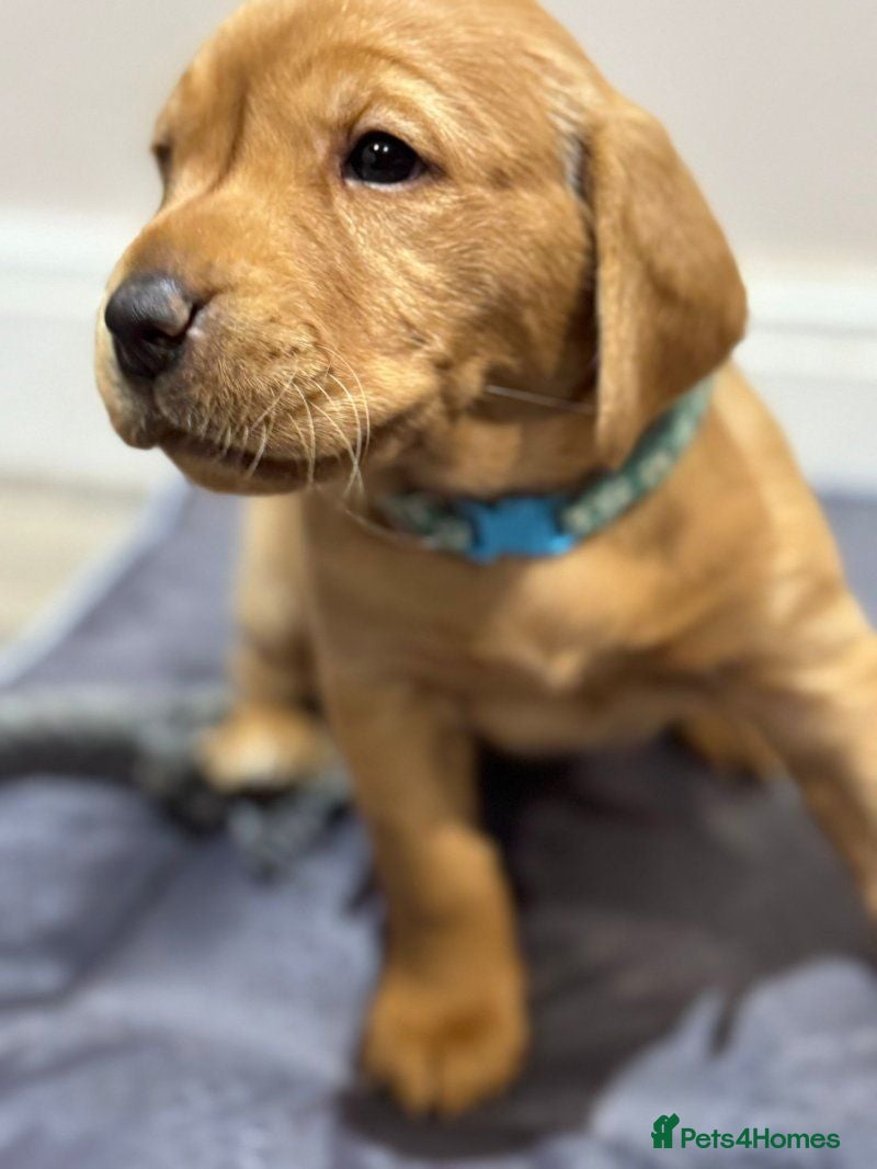 Labrador Retriever dogs Beautiful Fox Red Labrador Retriever Puppies. - Advert 3