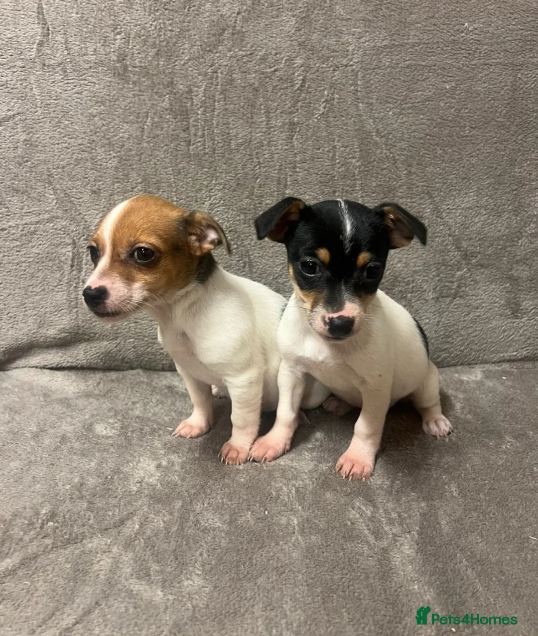 Jack Russell dogs for sale: Miniature jack Russell puppies  - Advert 2