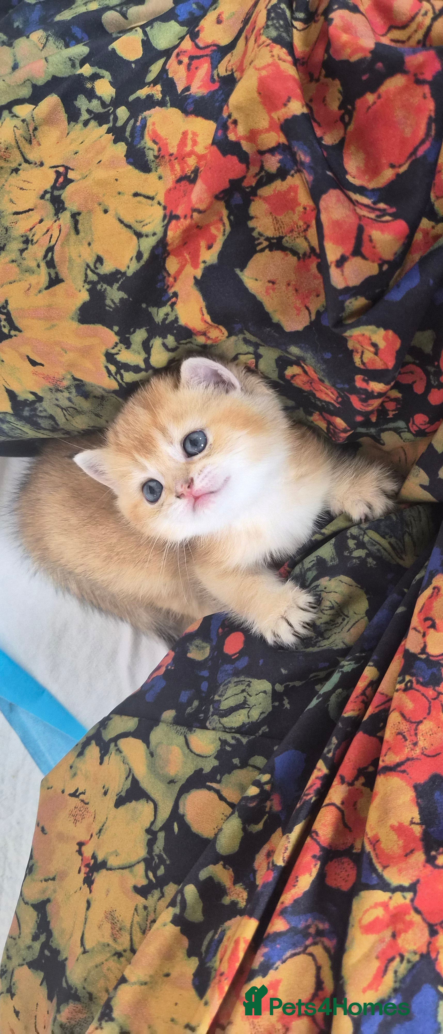 Scottish Fold cats 2 Scottish fold and straight kittens available  - Advert 16