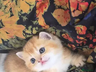 Scottish Fold cats 2 Scottish fold and straight kittens available - Advert 16