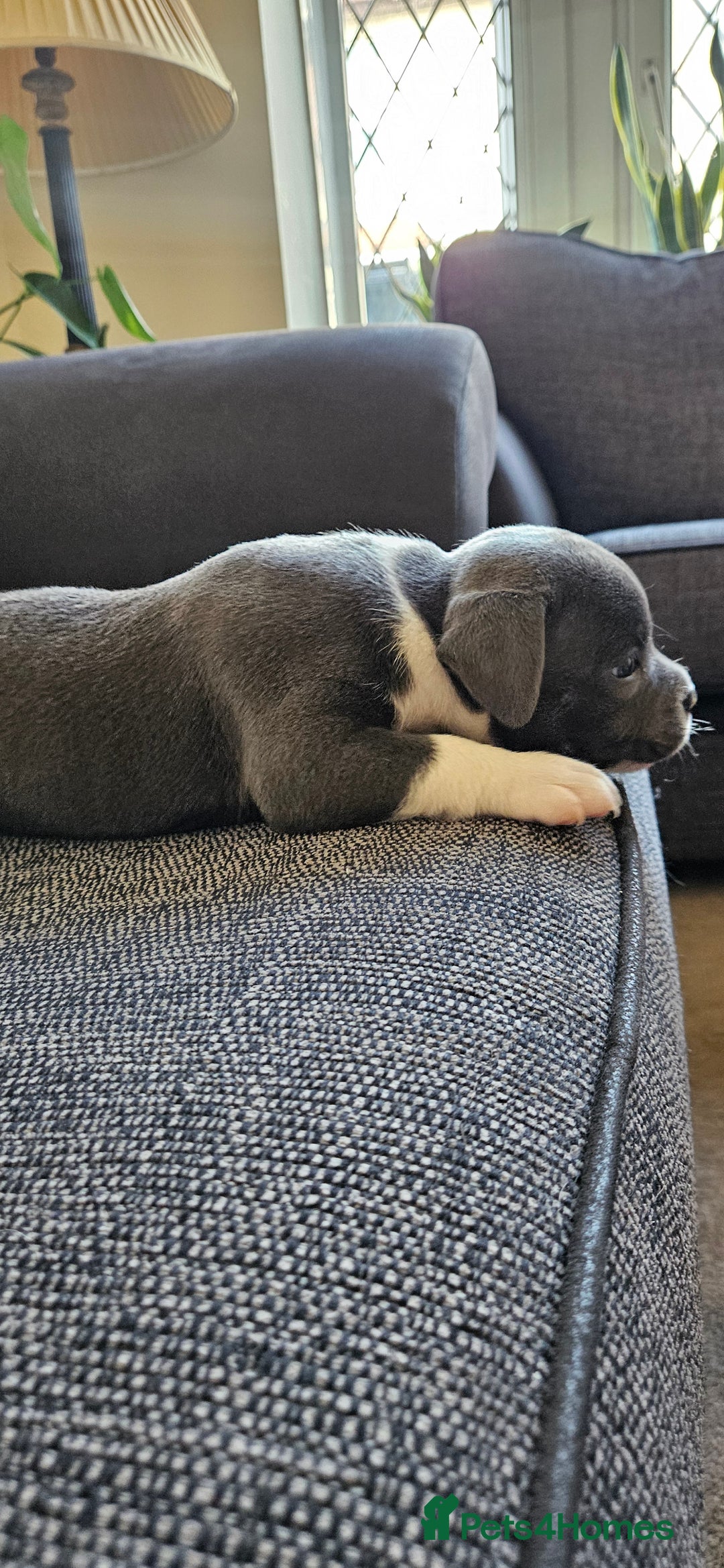 Staffordshire Bull Terrier dogs for sale: Blue&white and white&blue staffie pups - Image 20