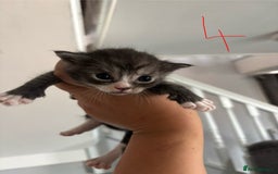 Ragcoon cats for sale: Ragcoon kittens  - Image 2