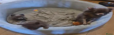 Pomchi 1