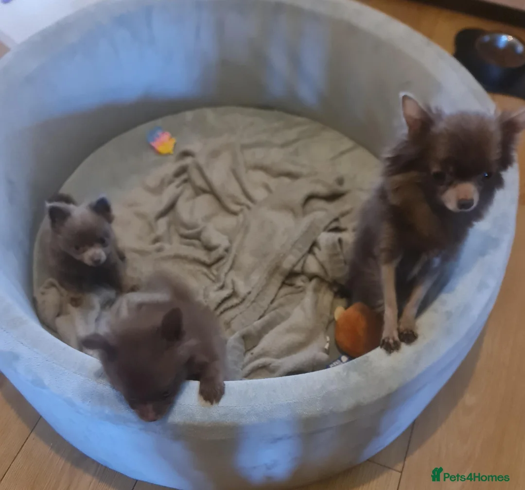 Pomchi dogs for sale: 2 Pomchi stunning male pups. - Advert 2