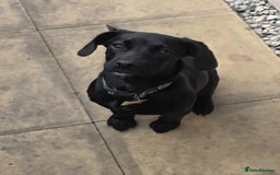 Bocker dogs for sale: Beagle, Cocker spaniel mix puppy  - Image 2