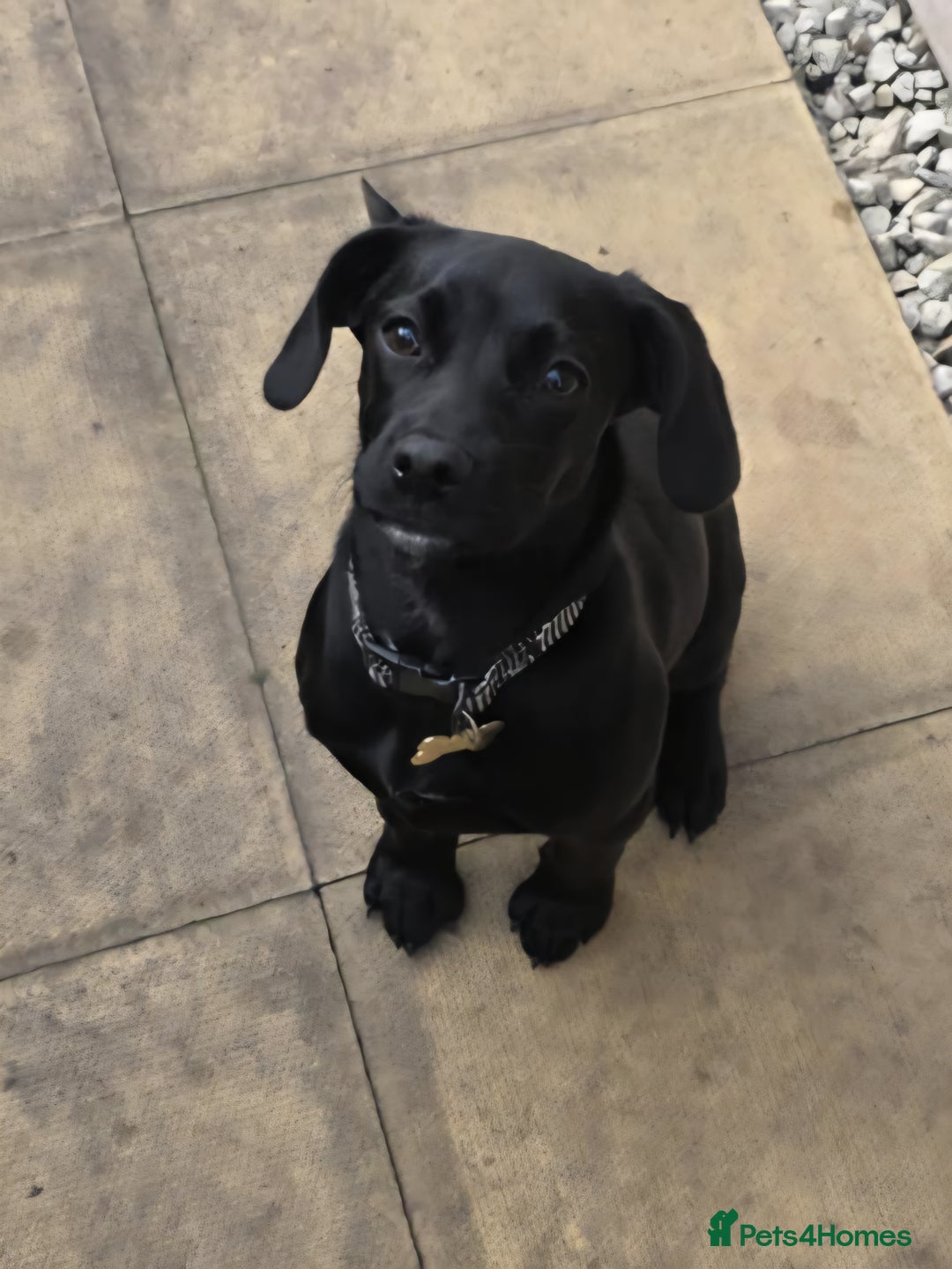 Bocker dogs for sale: Beagle, Cocker spaniel mix puppy  - Image 2