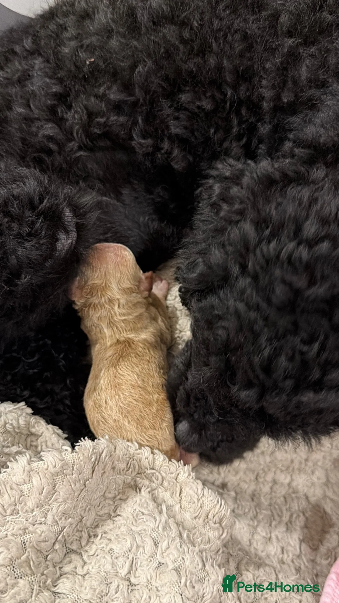 Toy Poodle dogs for sale: Toy x Asian poodle  - Advert 4