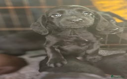 Cockerdor dogs for sale: Beautiful cockerdor puppies - Image 24