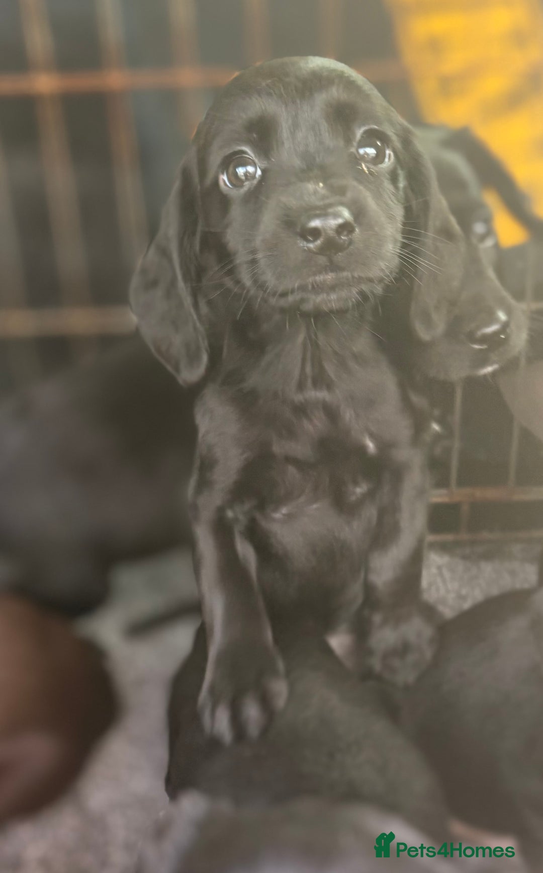 Cockerdor dogs for sale: Beautiful cockerdor puppies - Image 24