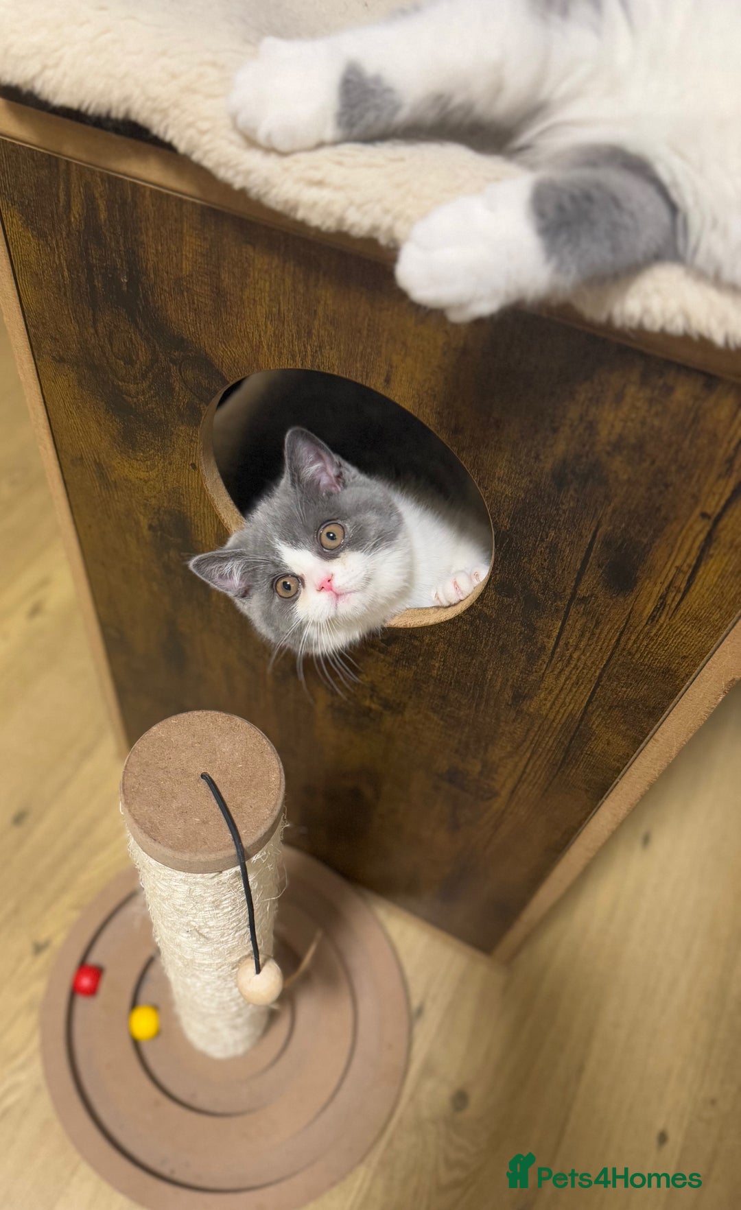 British Shorthair cats for sale: British Shorthair - Ready now - GCCF registered - Advert 2