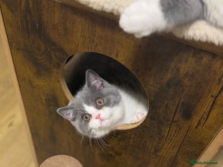 British Shorthair cats BSH LAST BOY - GCCF REG - READY IN 2 WEEKS - Advert 2