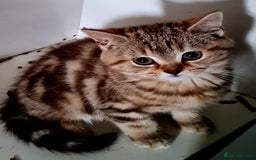 British Shorthair cats for sale: Beautiful British shorthaired kittens  - Image 4