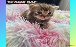 Mixed Breed cats for sale:  Kittens🥰Ragdoll and short hair domestic catcat  - Image 4