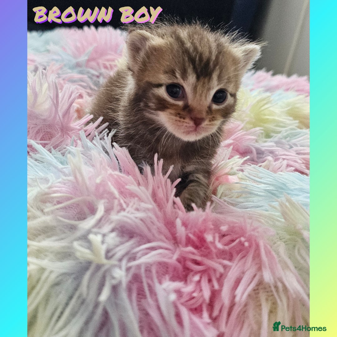 Mixed Breed cats for sale:  Kittens🥰Ragdoll and short hair domestic catcat  - Image 4