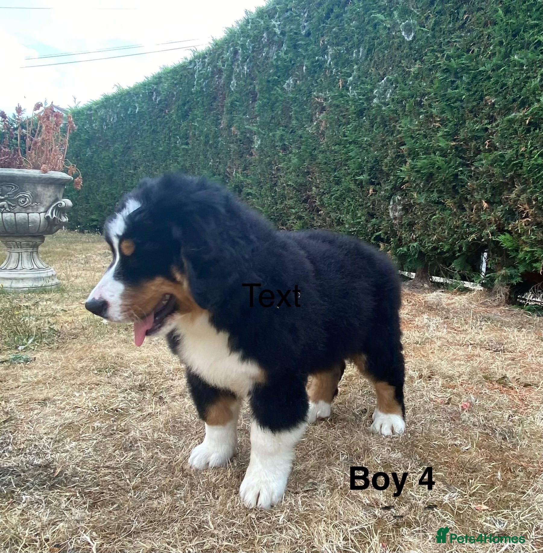 Bernese Mountain Dog dogs BEAUTIFUL BMD PUPPIES 🐶 2 BOYS LEFT !!! - Advert 2