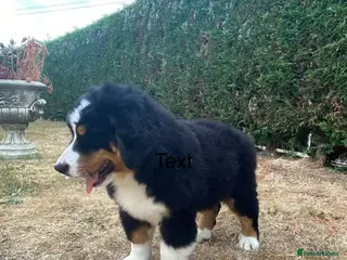 Bernese Mountain Dog dogs BEAUTIFUL BMD PUPPIES 🐶 2 BOYS LEFT !!! - Advert 2