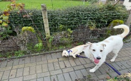Mixed Breed dogs for adoption: Talia - Marleborough Wiltshire  - Advert 4