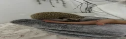 Pygmy Hedgehog rodents for sale: Year old Pygmy Hedgehog  - Advert 7