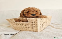 Cavapoo dogs for sale: Adorable F1b Cavapoo Puppies Ready 15th November - Image 27