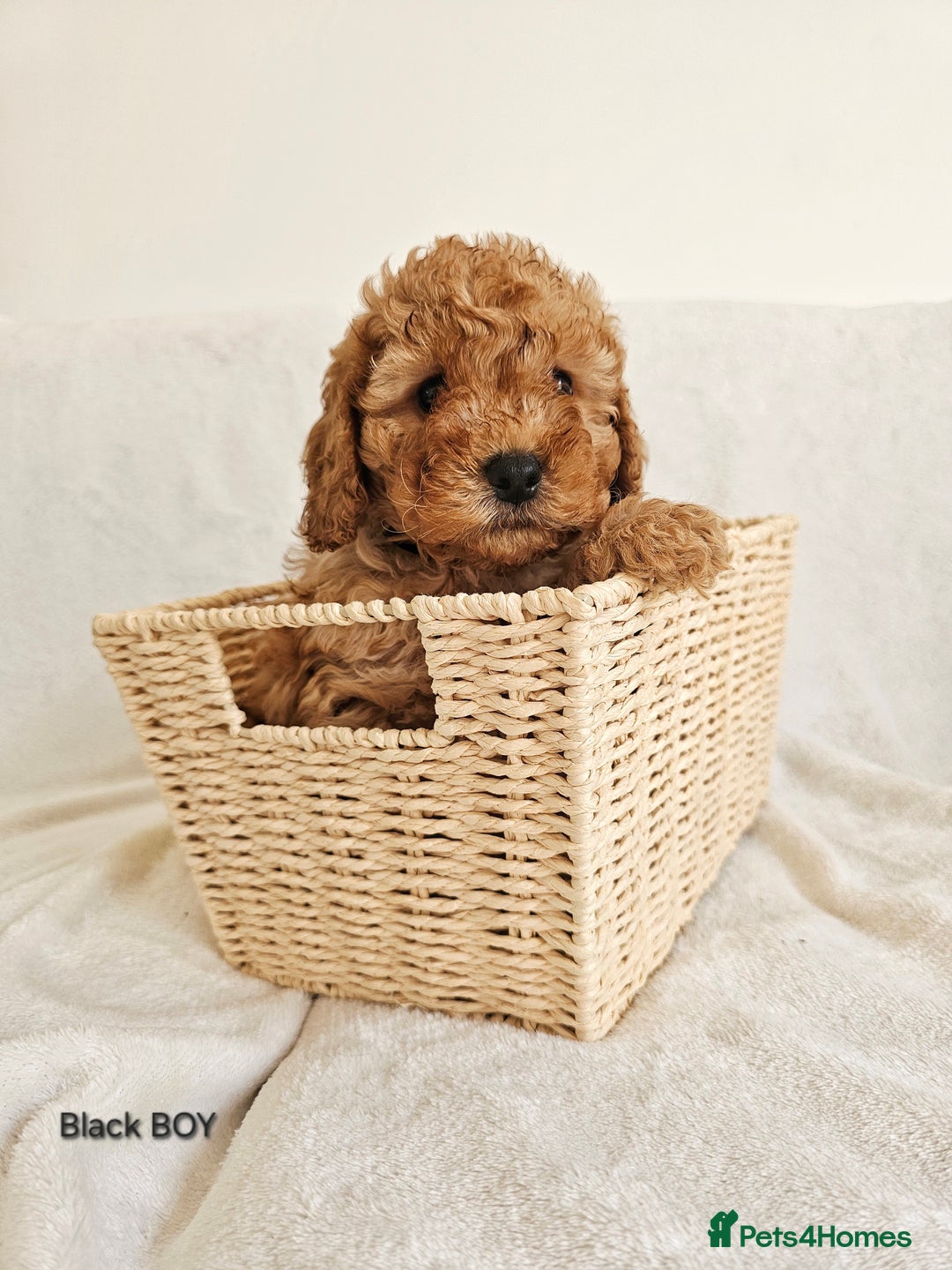 Cavapoo dogs for sale: Adorable F1b Cavapoo Puppies Ready 15th November - Image 27