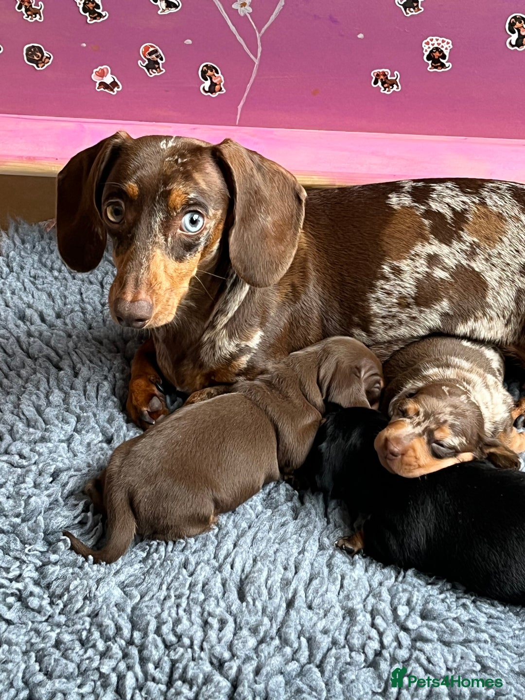 Miniature Dachshund dogs for sale: Kc Miniature dachshund smooth hair puppies  - Image 6