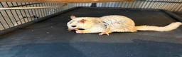 Sugar Glider rodents for sale: Sugar gliders x2 and cage - Advert 6