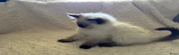 Ragdoll cats for sale: Stunning Ragdoll kittens - Advert 39