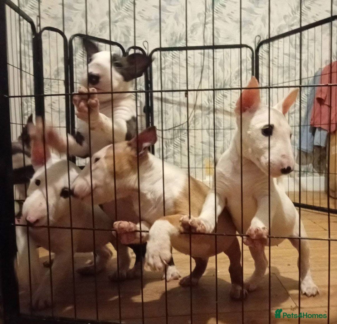 English Bull Terrier dogs for sale: 2 male English bull terrier pups - Image 2
