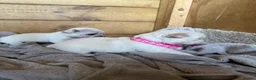 Chihuahua dogs for sale: 🐾Adorable chihuahua puppys ready!! - Advert 19