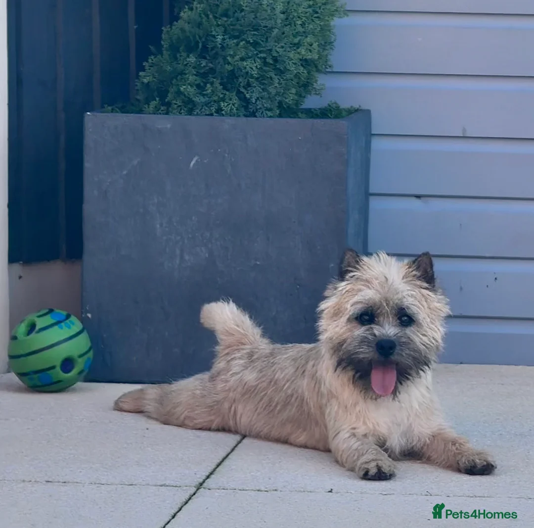 Cairn Terrier dogs for stud: Quality KC reg, health tested stud  - Advert 14