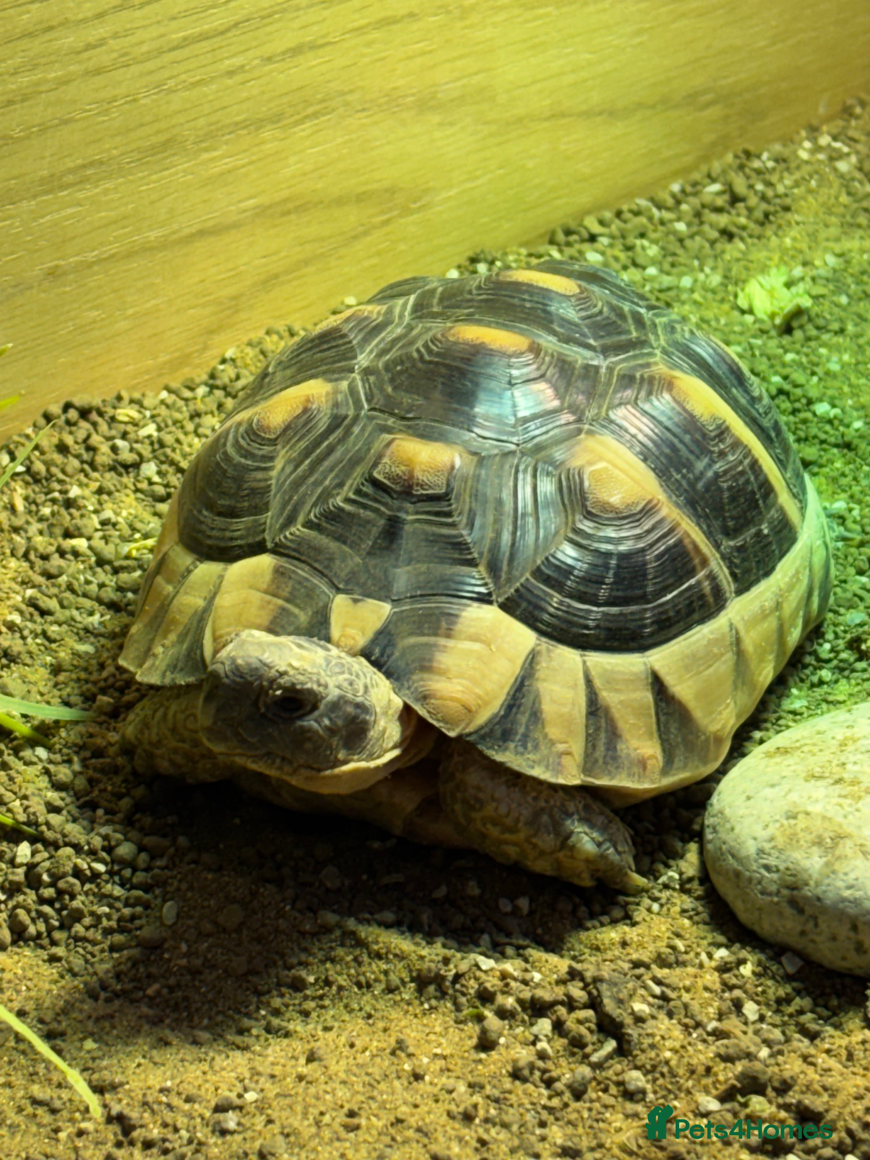 Tortoise reptiles Marginated tortoise looking for a new home in London - Advert 4