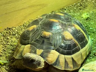 Tortoise reptiles Marginated tortoise looking for a new home in London - Advert 2
