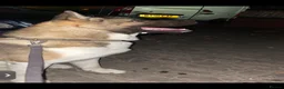 Akita dogs for sale: Free American Akita for Rehoming. - Advert 4
