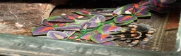 Tarantulas invertebrates for sale: Tarantulas for sale in Warrington - Advert 5