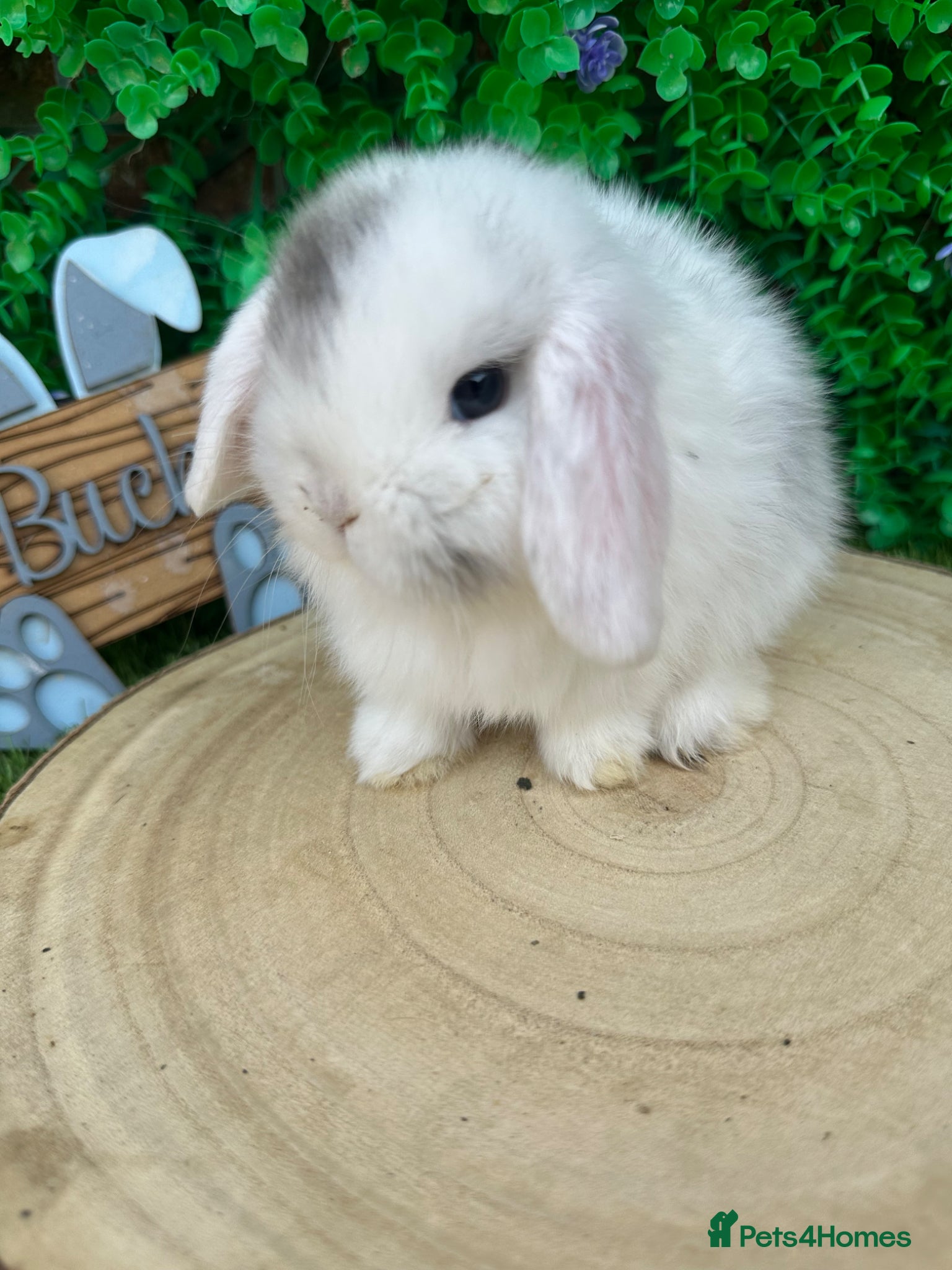 Mini Lop rabbits Beautiful purebred mini lops ready to reserve 😍 - Advert 2