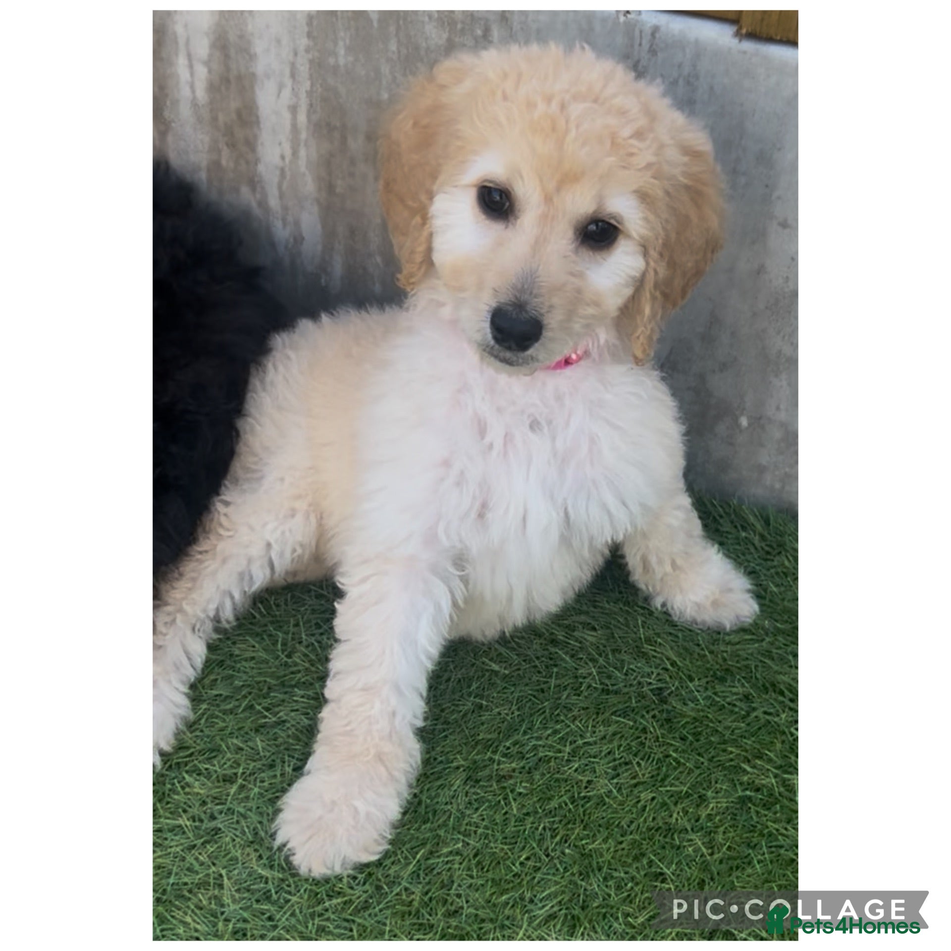 Labradoodle dogs Ready rare silvering f1bb standard labradoodles  - Advert 2