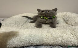 British Longhair cats for sale: Beautiful blues - Image 28