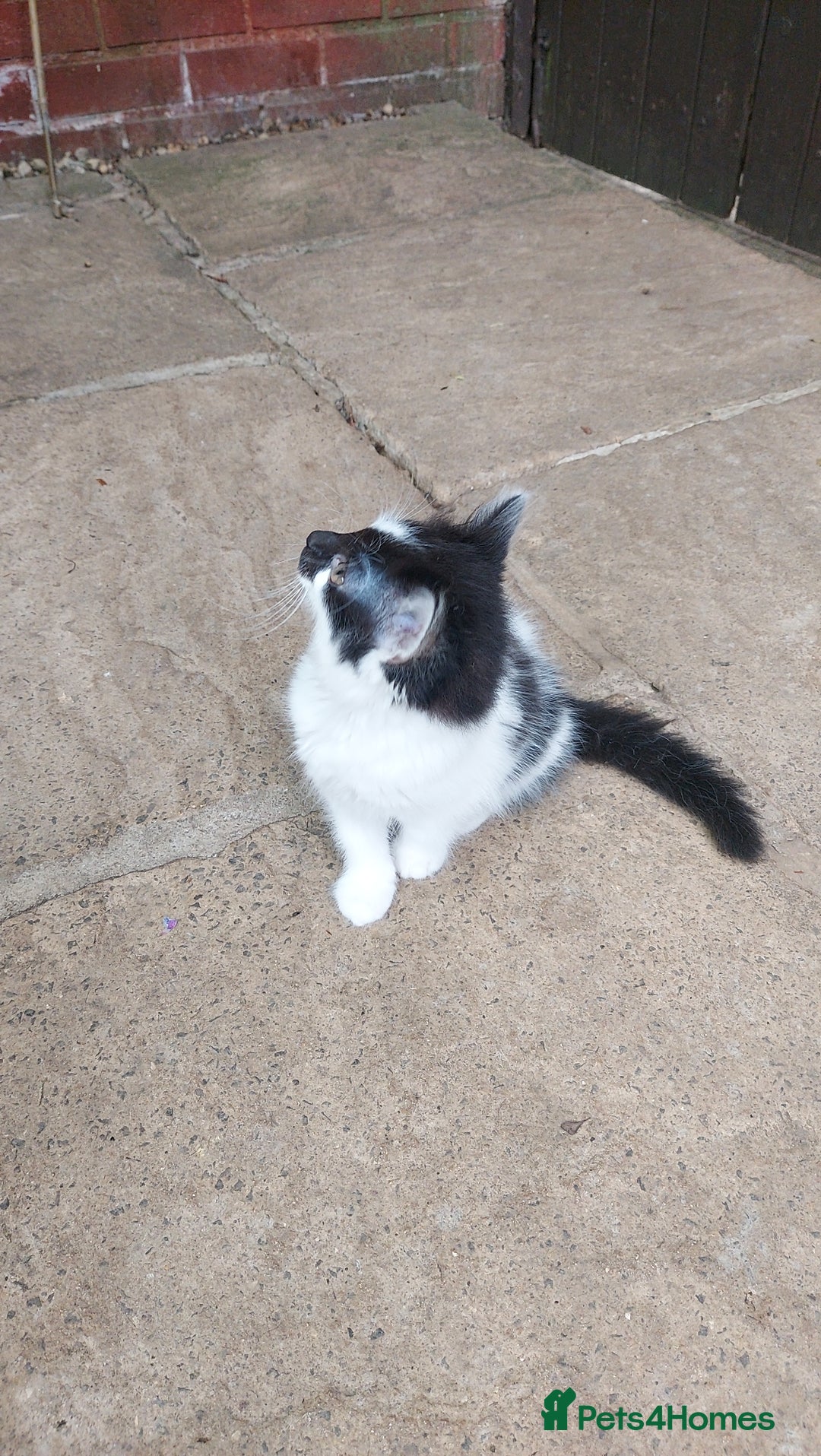 British Longhair cats for sale: ❤️Urgent 2 lovely sweet kitten left - Image 9