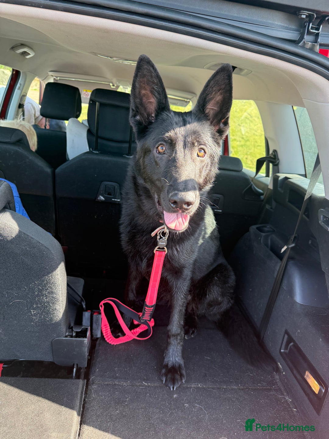 German Shepherd dogs for sale: Female German Shepherd - Image 7